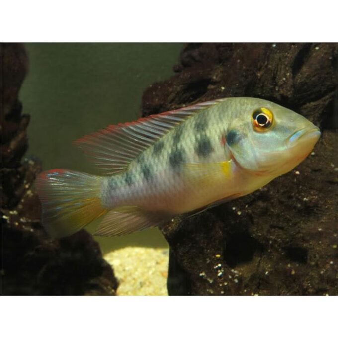 Chromidotilapia guentheri