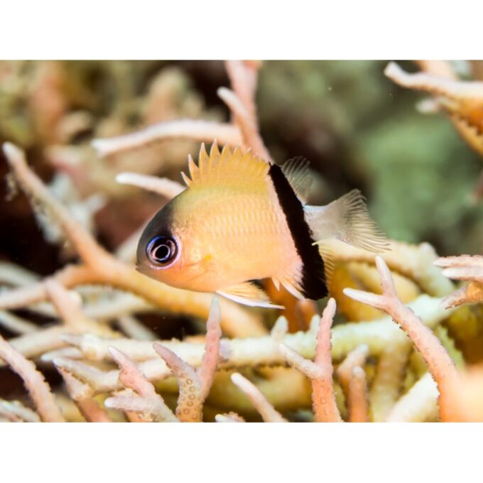 Chromis retrofasciata Black-bar chromis M