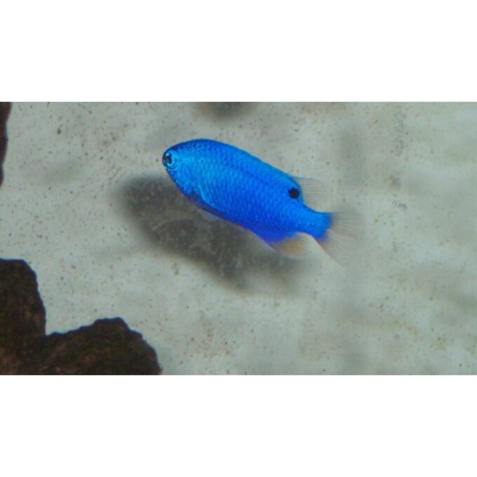Chrysiptera cyanea Blue Devil Damsel