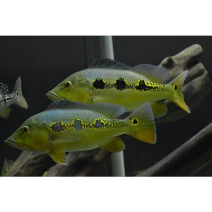 Cichla orinocensis