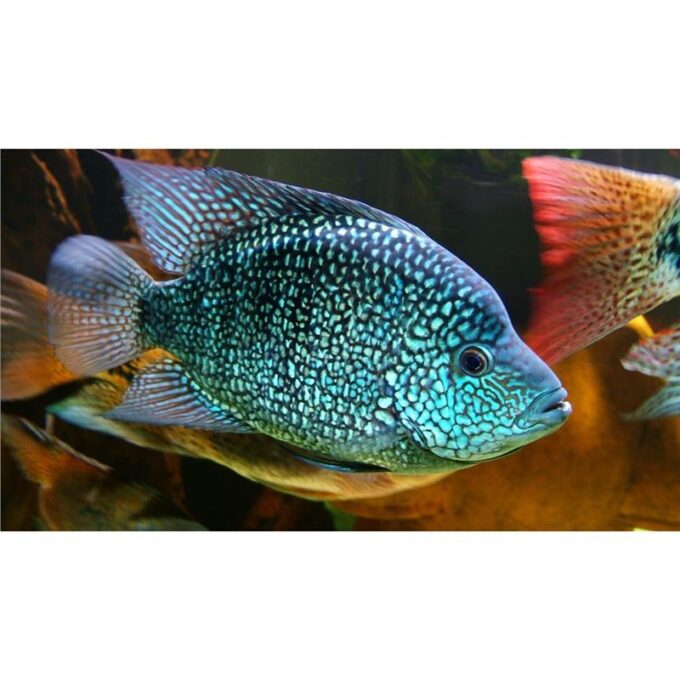 Cichlasoma carpinte