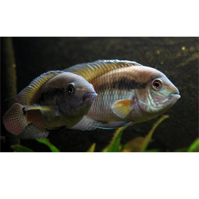 Cichlasoma Dimerus