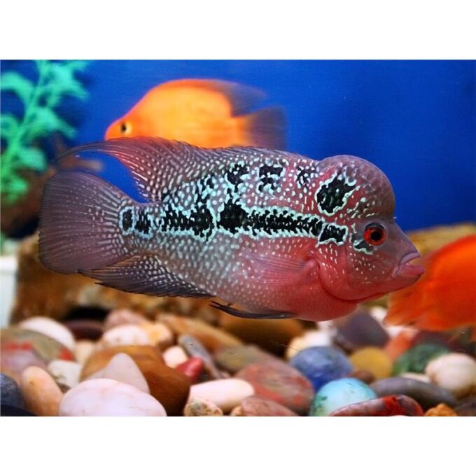Cichlasoma  Flowerhorn
