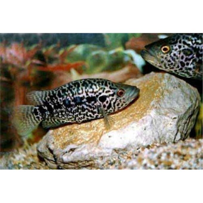 Cichlasoma managuense