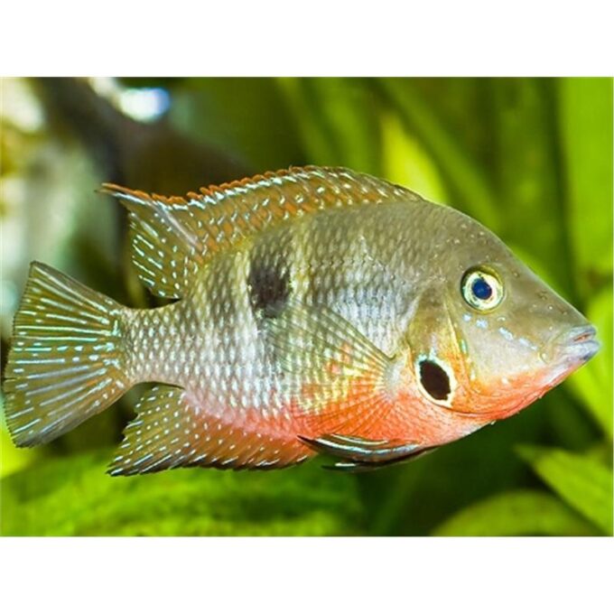 Cichlasoma Meeki