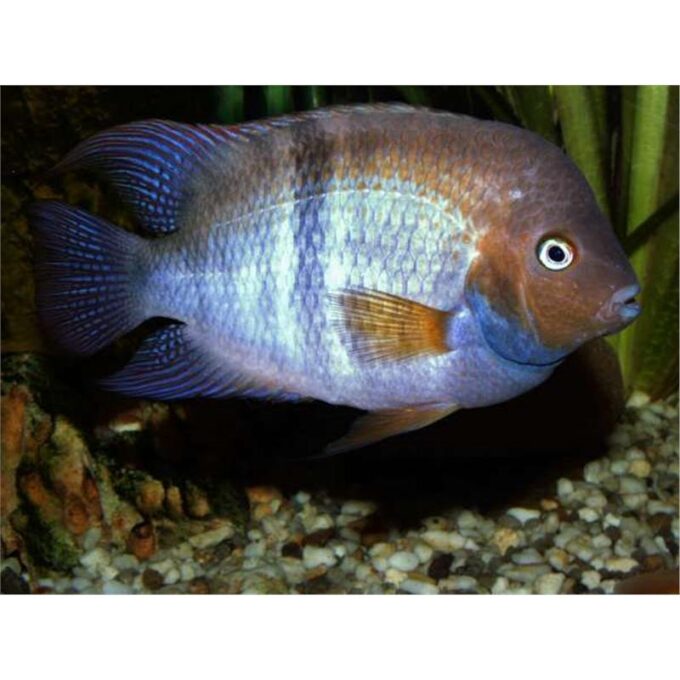 Cichlasoma sajica