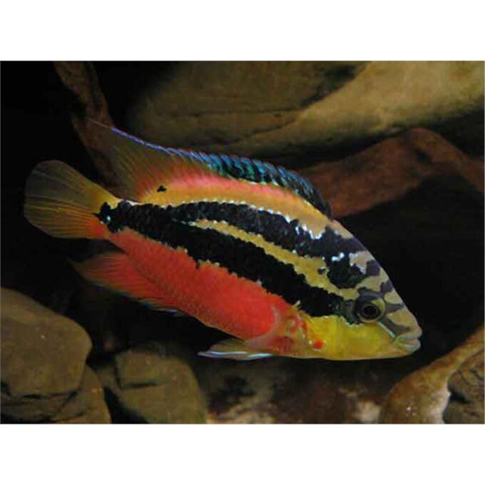 Cichlasoma salvini