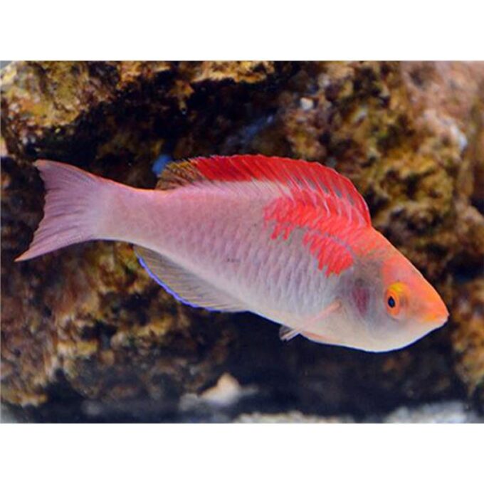 Cirrhilabrus Adomatus