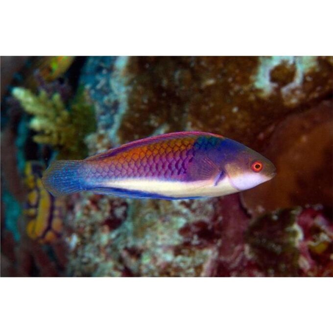 Cirrhilabrus cyanopleura (Bluehead fairy wrasse)