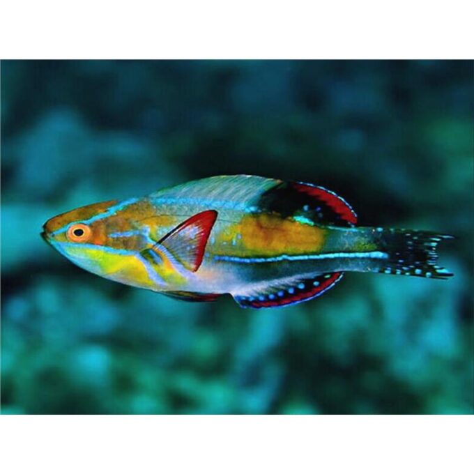 Cirrhilabrus exquisitus M