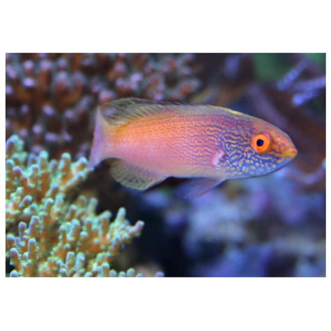 Cirrhilabrus filamentosus