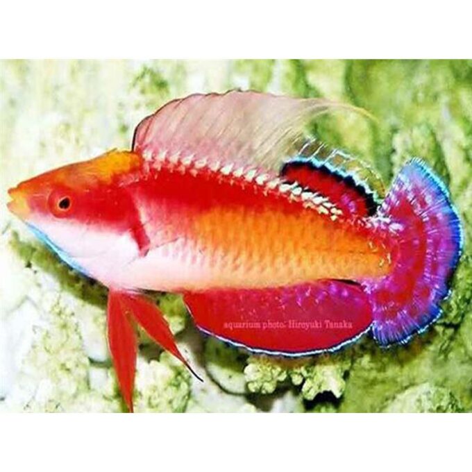 Cirrhilabrus tonozukai (Tono's Fairy Wrasse)