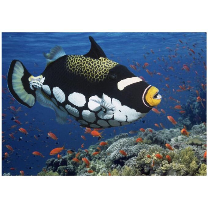 Clown triggerfish