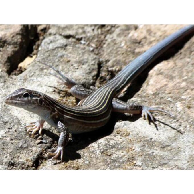 Cnemidophorus deppei