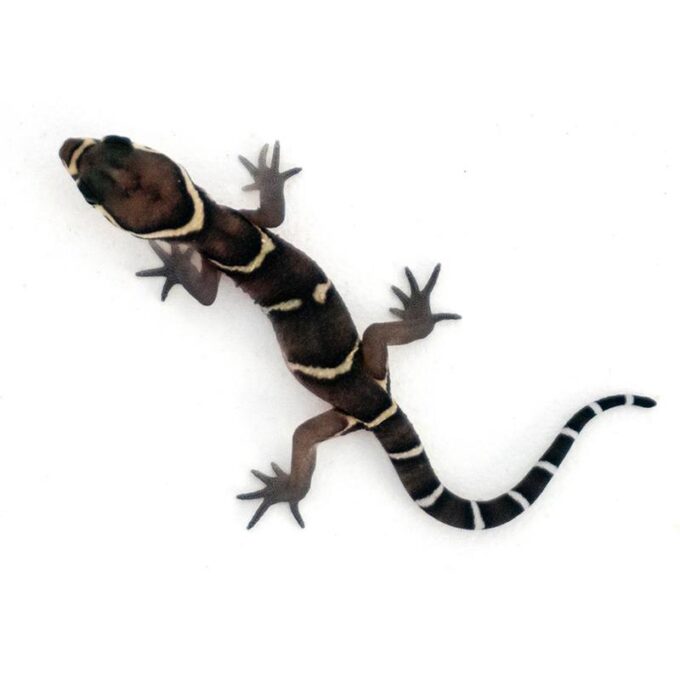 Coleonyx mitratus