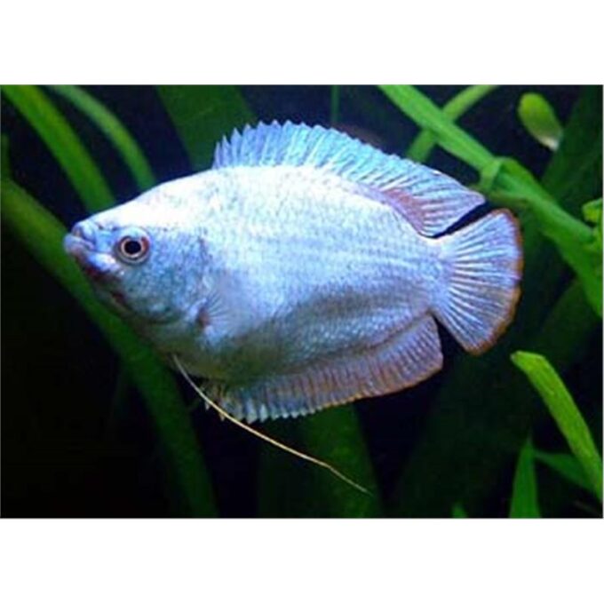 Colisa Lalia Cobalt Blue