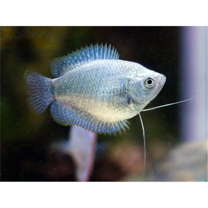 Colisa lalia mix female
