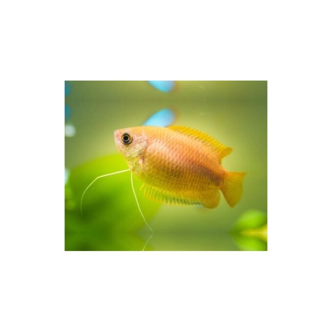 Colisa sota gold dwarf
