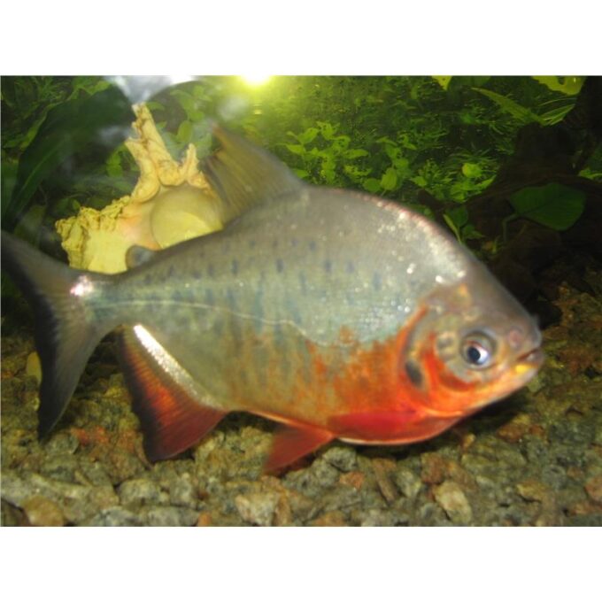 Colossoma brachypomum Pacu