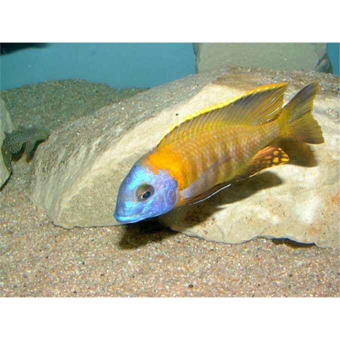 Copadichromis sp. tanzania yellow