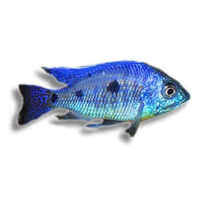 Copadichromis verdunji deep blue