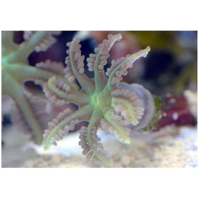 Coral Anthelia sp.