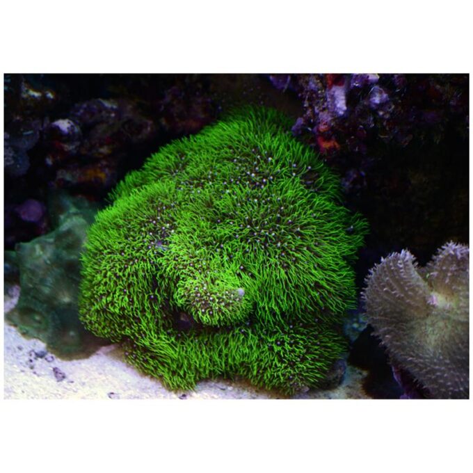 Coral Briareum sp. verde