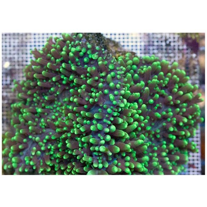 Coral Ciuperca Rhodactis (verde metalic)