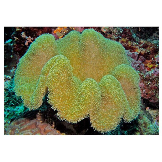 Coral Ciuperca Sarcophyton sp. M