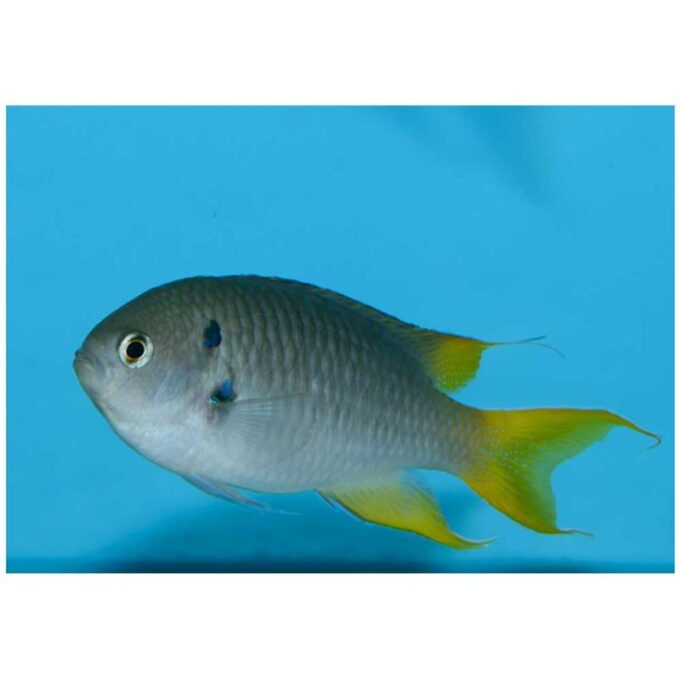 Coral demoiselle (Neopomacentrus nemurus)