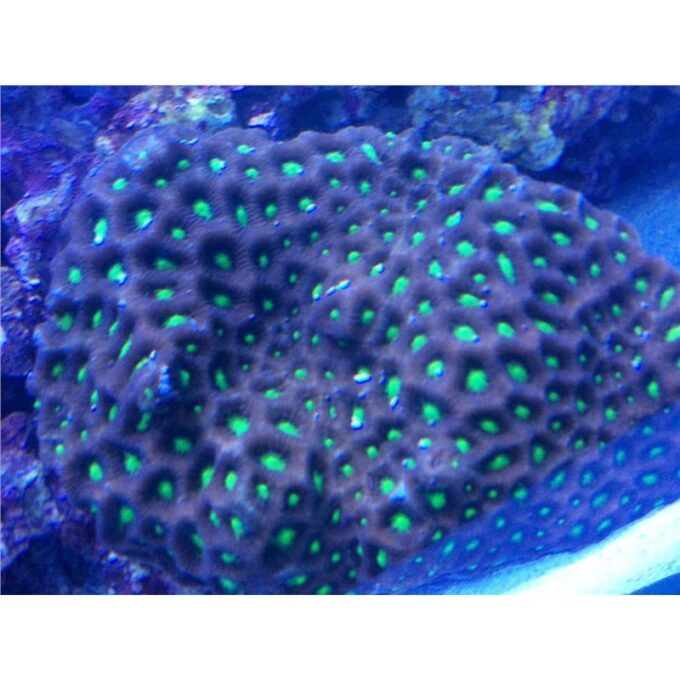 Coral Favites pentagona war color - FRAG