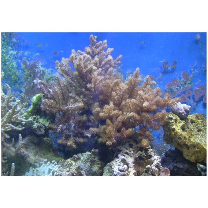 Coral Kenya Tree Capnella sp. Frag M