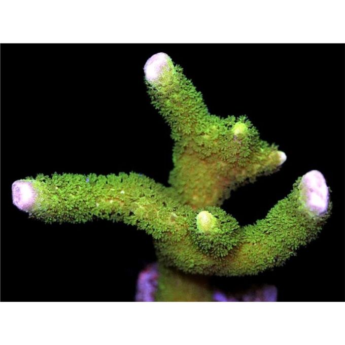 Coral Montipora digitata green