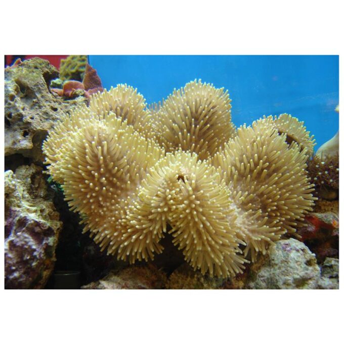 Corali ciuperca Sarcophyton sp.  L