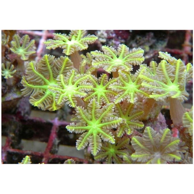 Corali Clavularia sp. (special green)