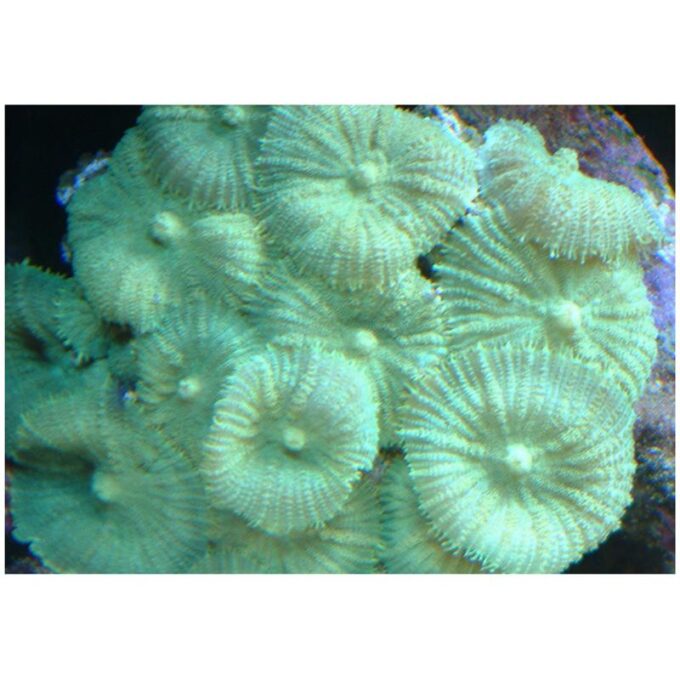 Corali Discosoma sp. Albastri