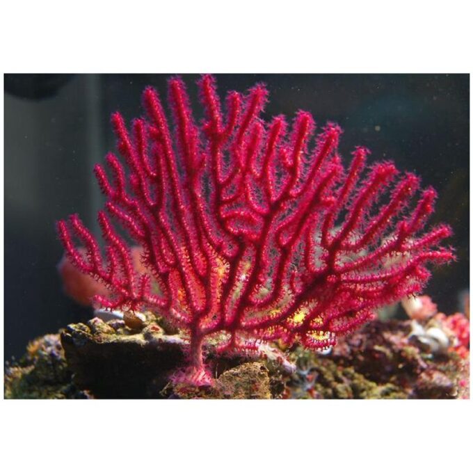 Corali Echinogorgia sp. (rosii/violet)