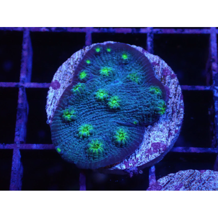 Corali Echinophyllia chalice hollywood stunner- frag