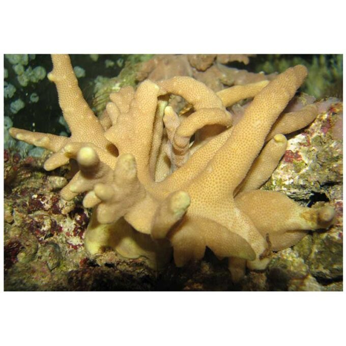 Corali Lobophytum sp.