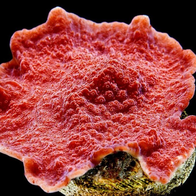 Corali Montipora cu polipi rosii