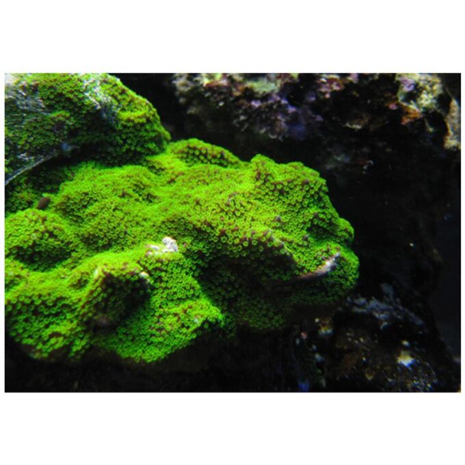 Corali Montipora cu polipi verzi