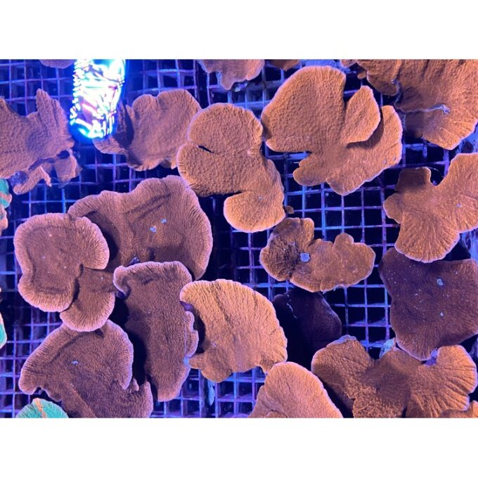 Corali Montipora SP. frag. rosu S