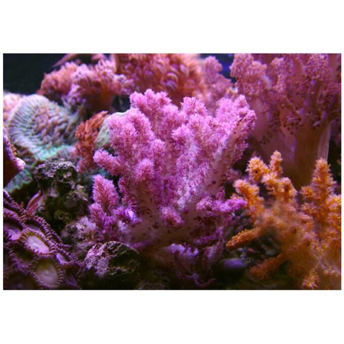 Corali Neospongodes sp. (galbeni/roz)