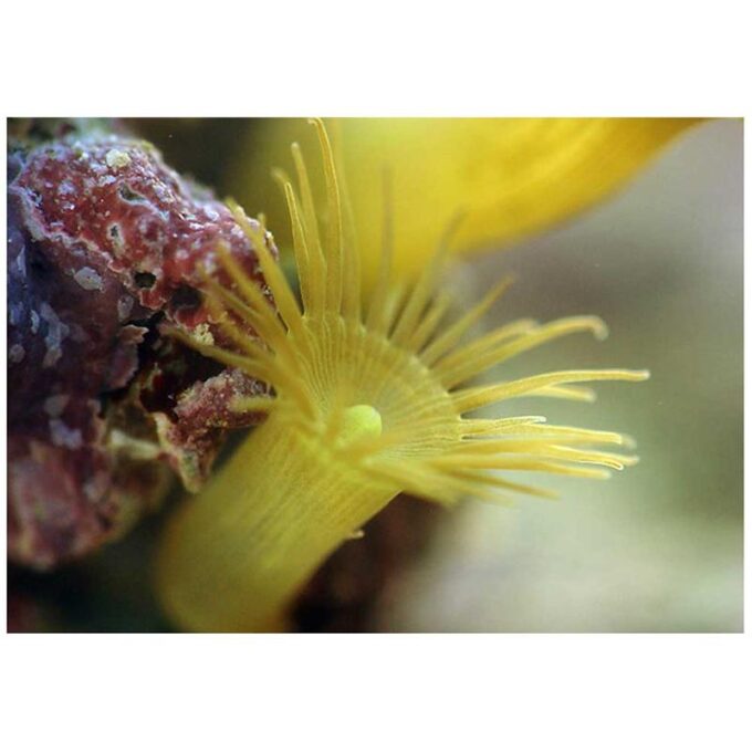 Corali Parazoanthus sp. (galbeni)