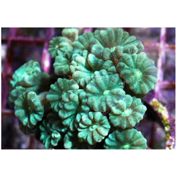 Corali Pectinia sp. (verde metalic)