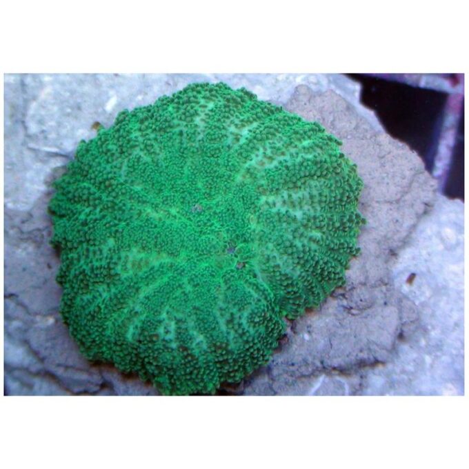 Corali verzi Discosoma sp.