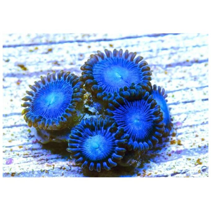 Corali Zoanthus sp. Blue