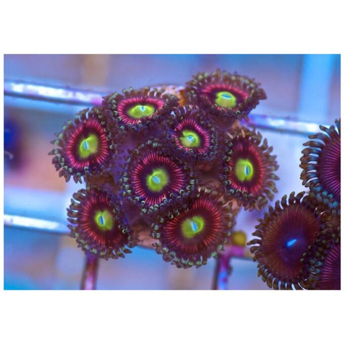 Corali Zoanthus sp. Cat eye