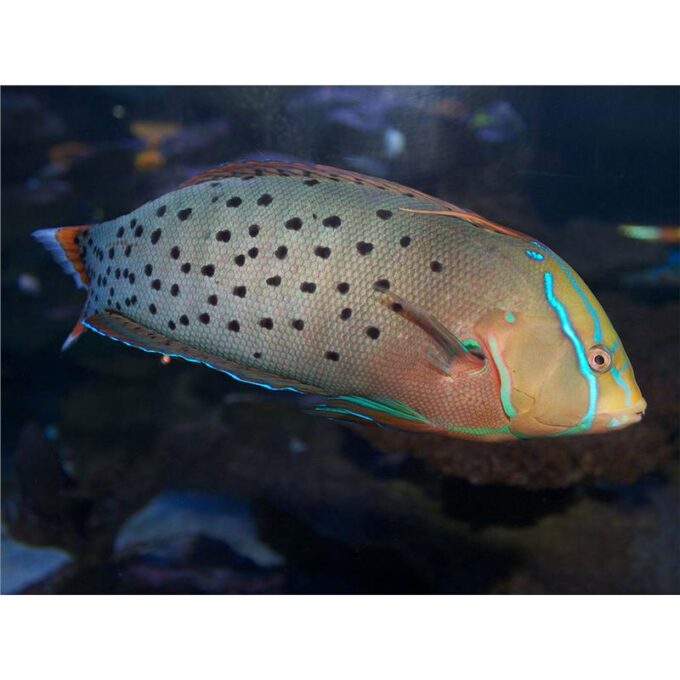 Coris formosa (juv)
