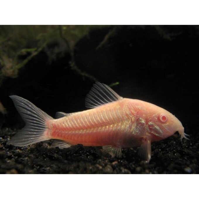 Corydoras Aeneus Albino